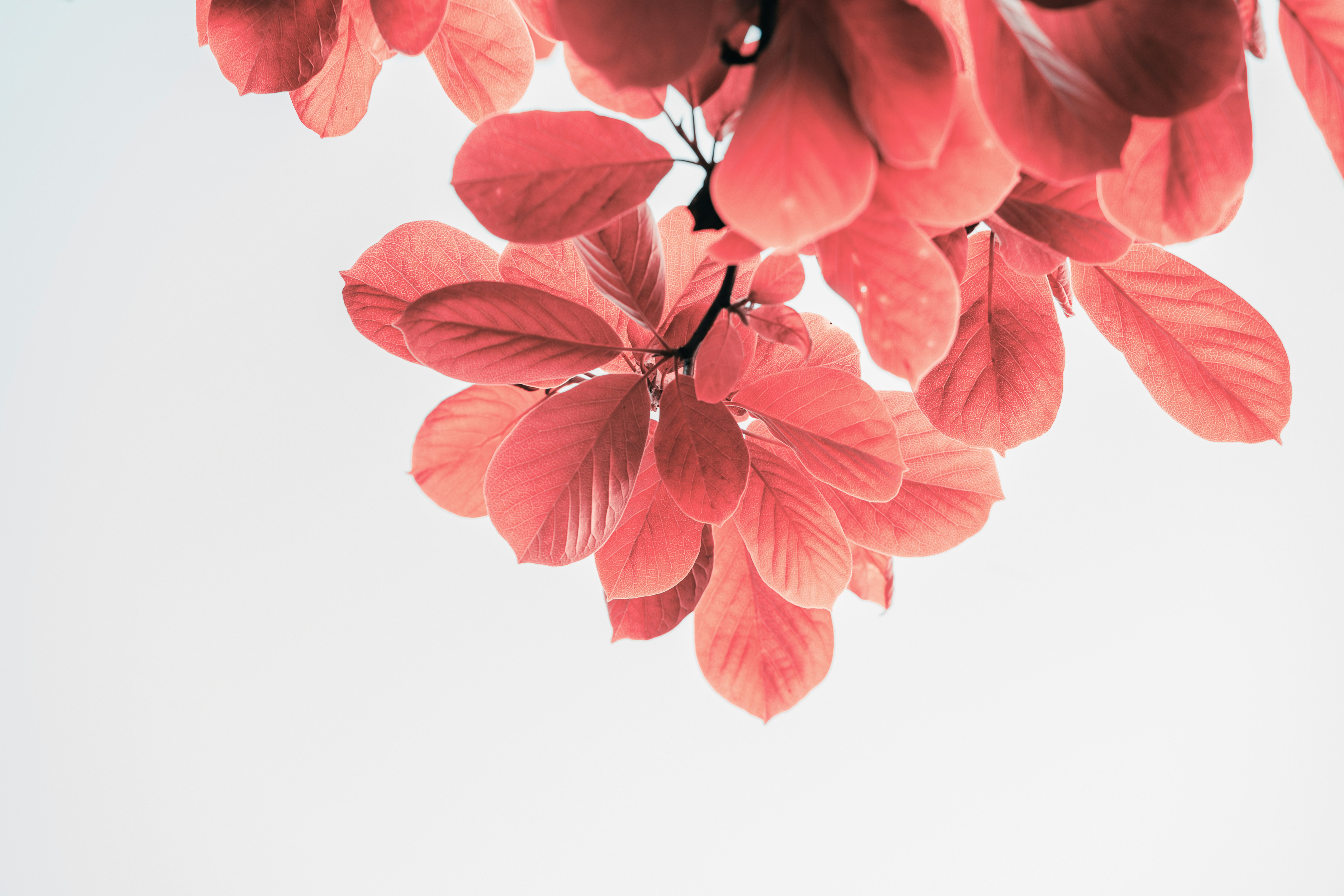 red leaves on white background